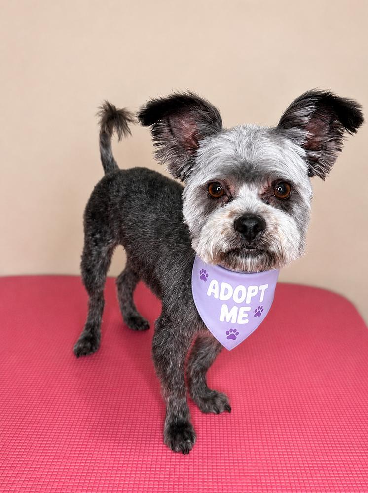 Enlarge Fabulosa, a Adoptable mixed breed in Philadelphia, PA image 1/1