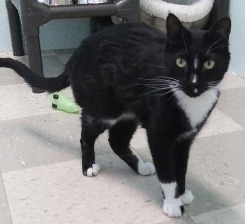 Marble, Adoptable, Adult Female Domestic Short Hair.