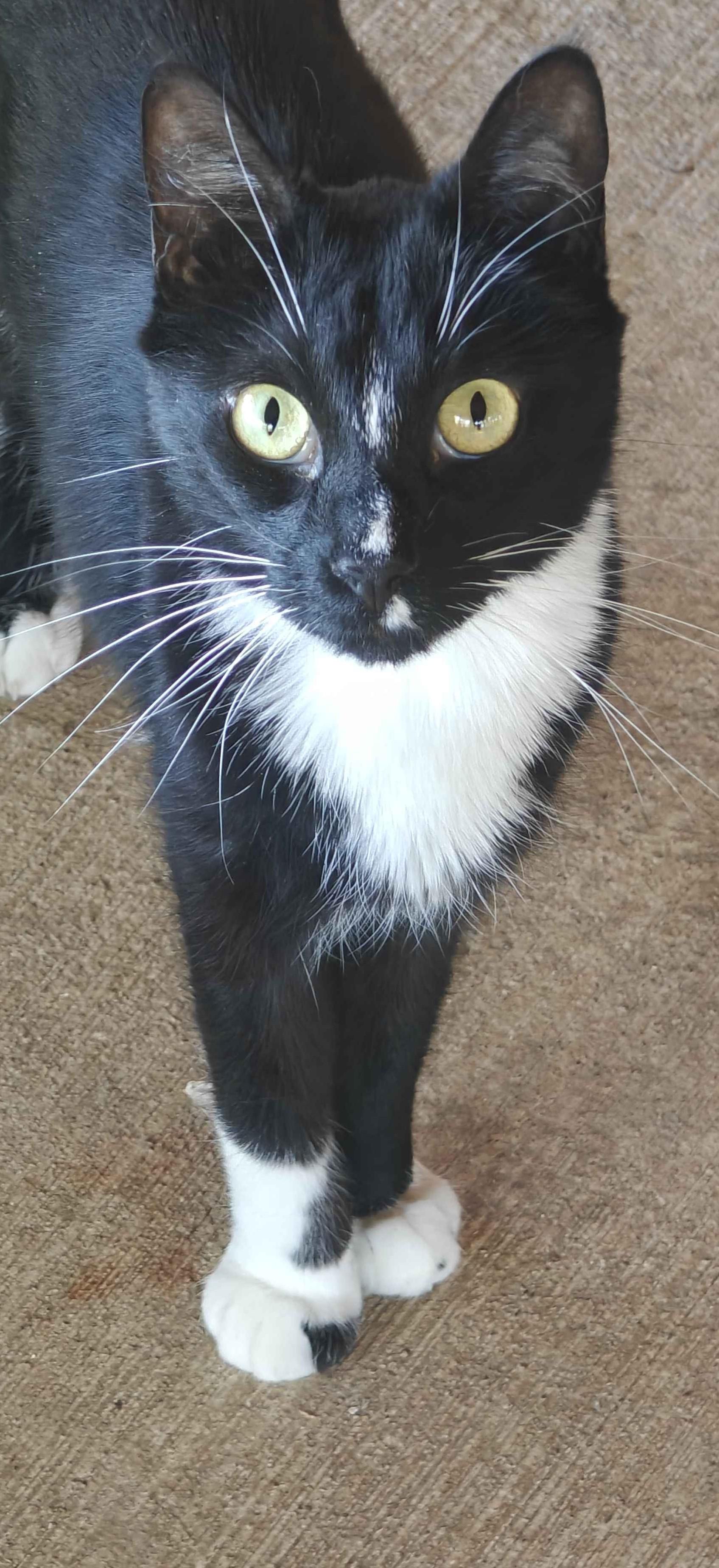 Enlarge Marble, a Adoptable mixed breed in Libby, MT image 1/6