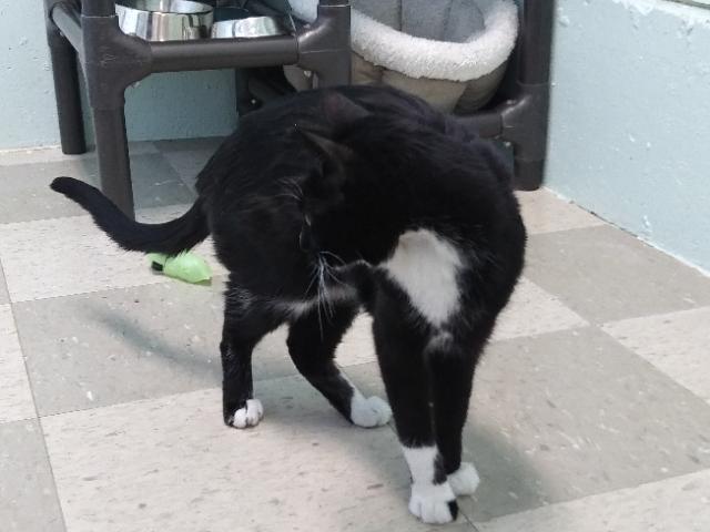 Marble, Adoptable, Adult Female Domestic Short Hair.