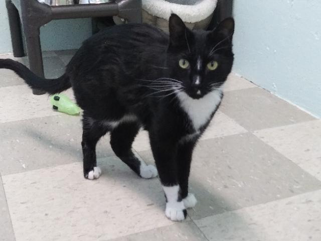 Enlarge Marble, a Adoptable mixed breed in Libby, MT image 7/8