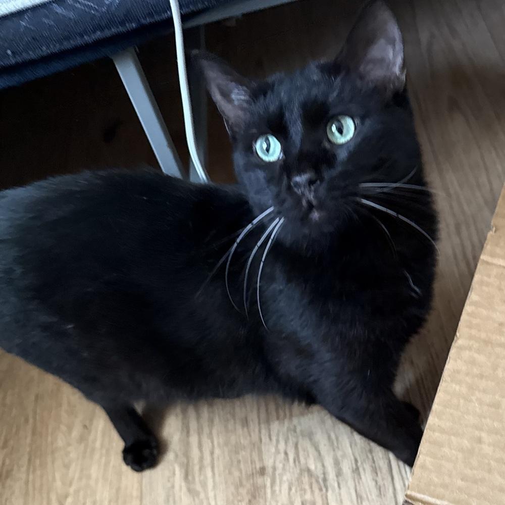 Enlarge Smokey, a Adoptable Domestic Short Hair in Panama City Beach, FL image 2/2