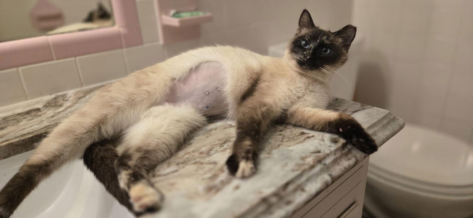 Penelope, Adopted, Young Female Siamese.