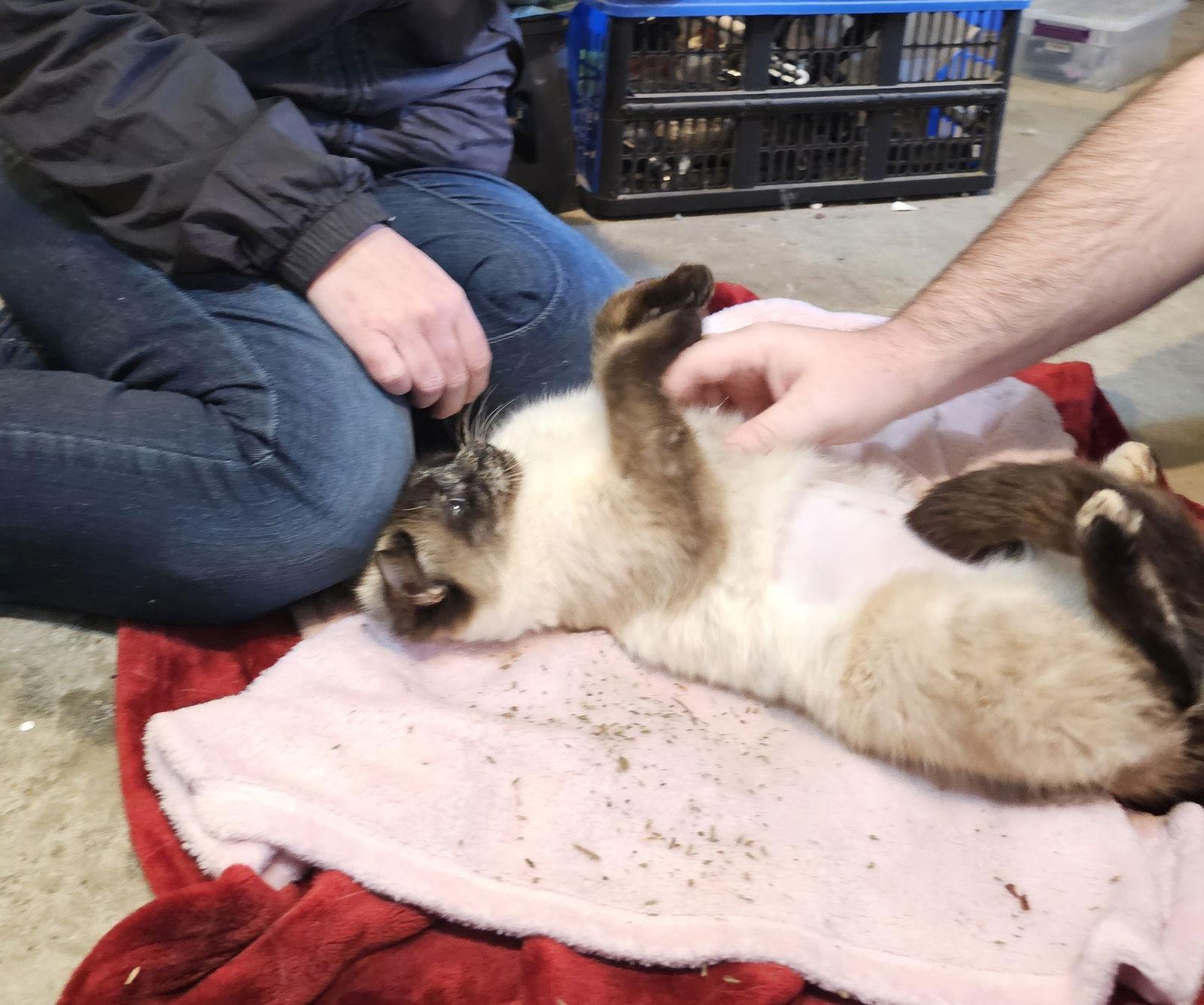 Enlarge Penelope, a Adopted Siamese in Decatur, GA image 2/3