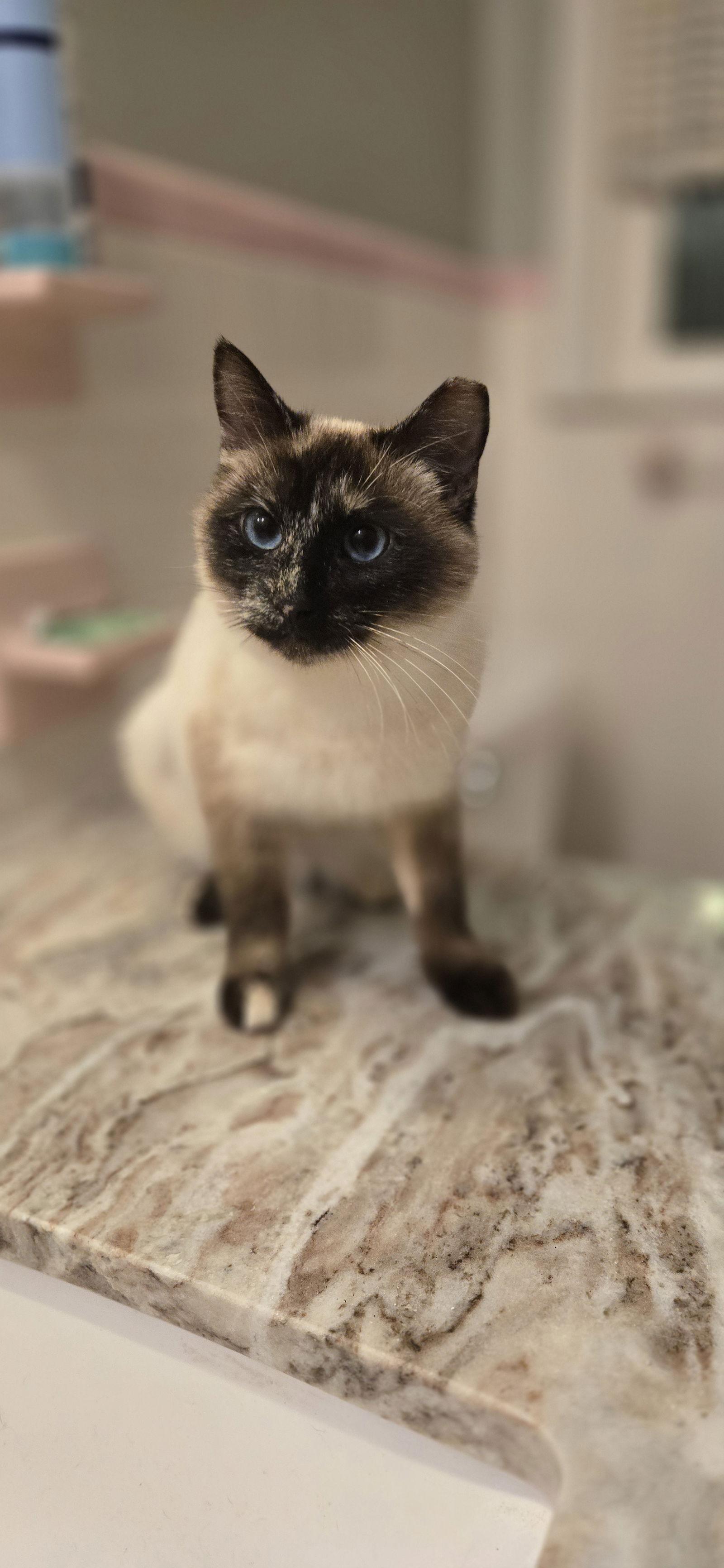 Enlarge Penelope, a Adopted Siamese in Decatur, GA image 3/3