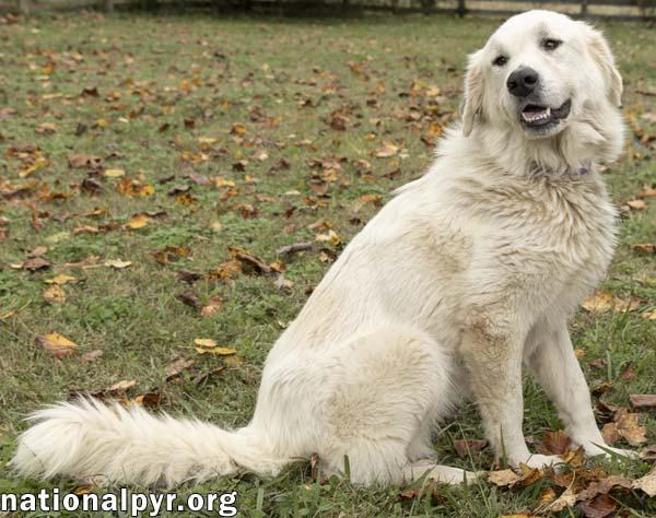 Enlarge Harley in TN - Ready To Ride Into Your Heart!, an adopted Great Pyrenees in Lebanon, TN image 2/4