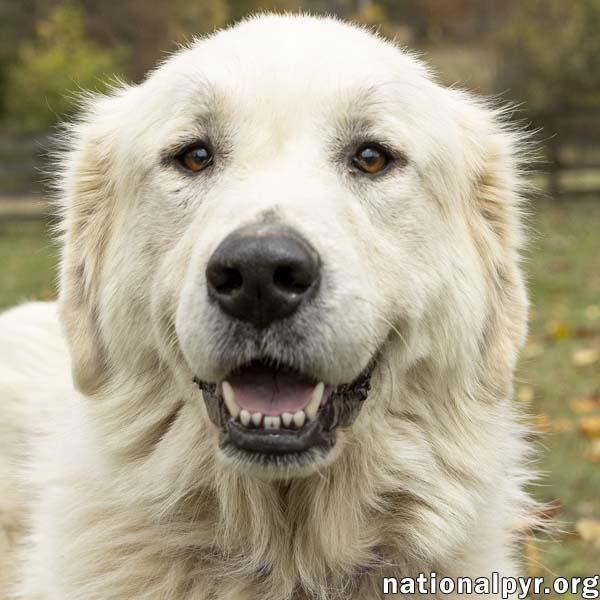 Enlarge Harley in TN - Ready To Ride Into Your Heart!, an adopted Great Pyrenees in Lebanon, TN image 1/4