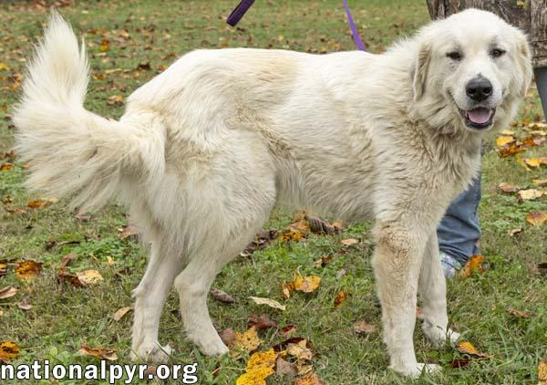 Enlarge Harley in TN - Ready To Ride Into Your Heart!, an adopted Great Pyrenees in Lebanon, TN image 3/4