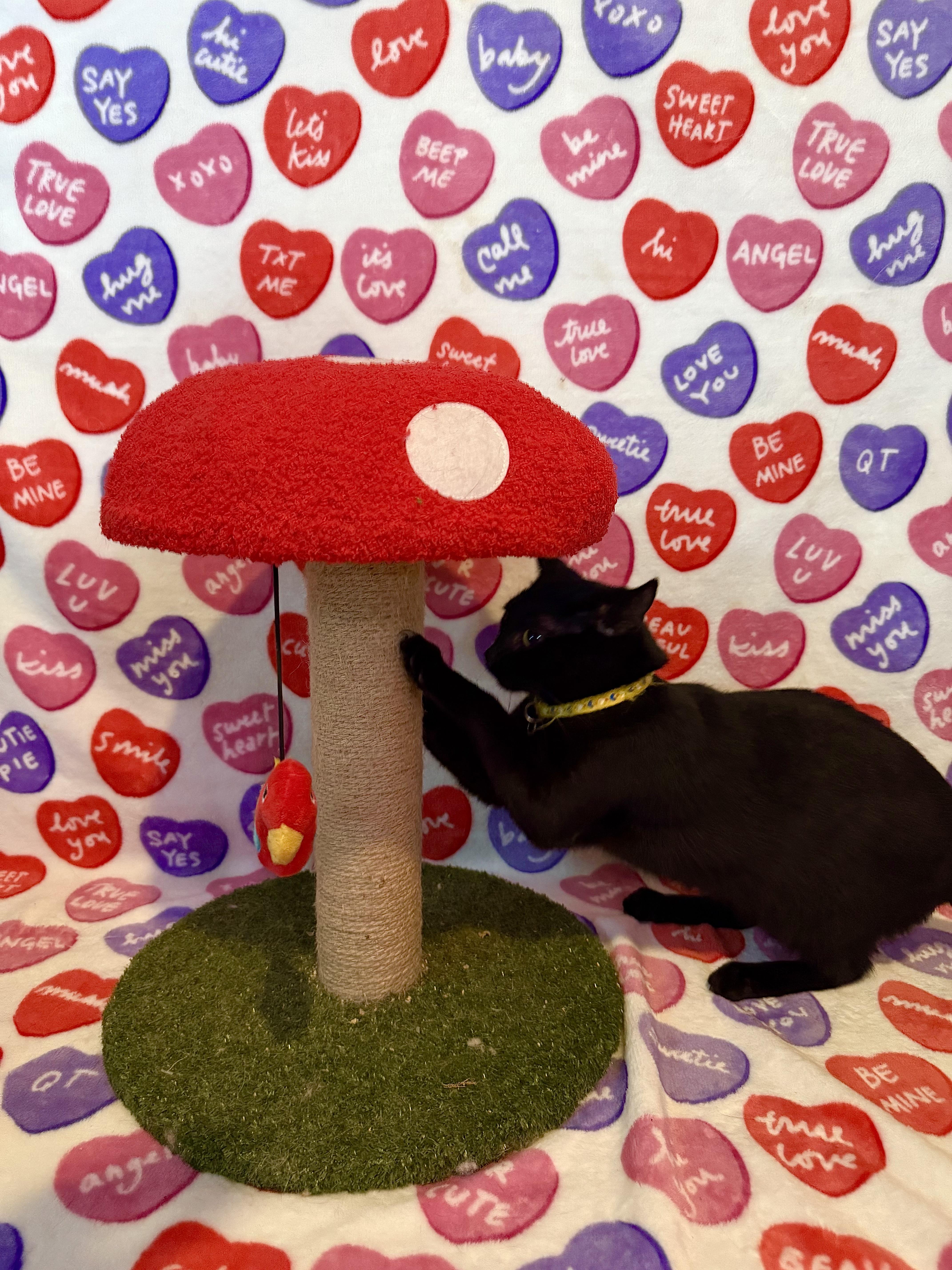 Thunder, Adoptable, Young Male Domestic Short Hair.