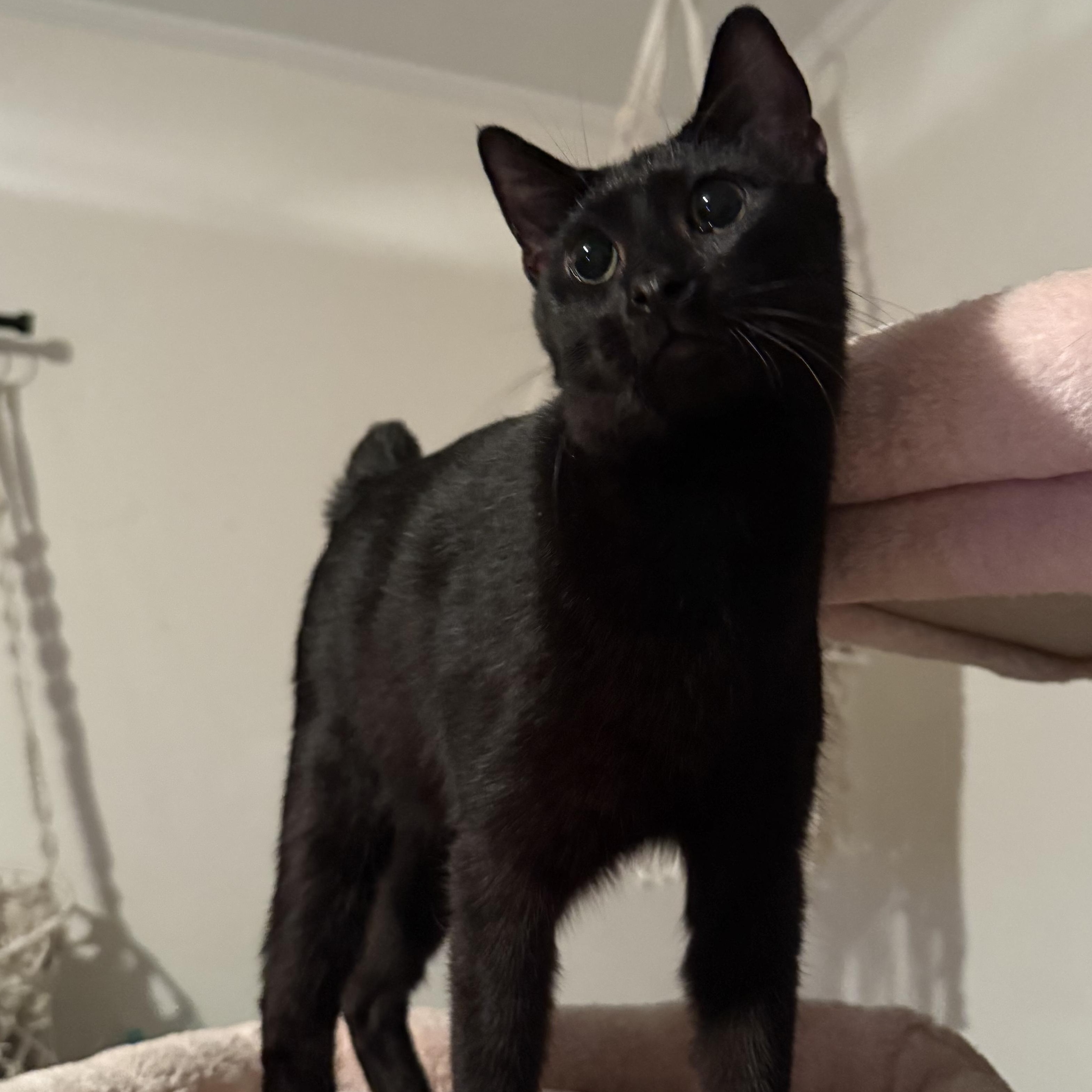 Enlarge Thunder, a Adoptable Domestic Short Hair in Vineyard Haven, MA image 4/6