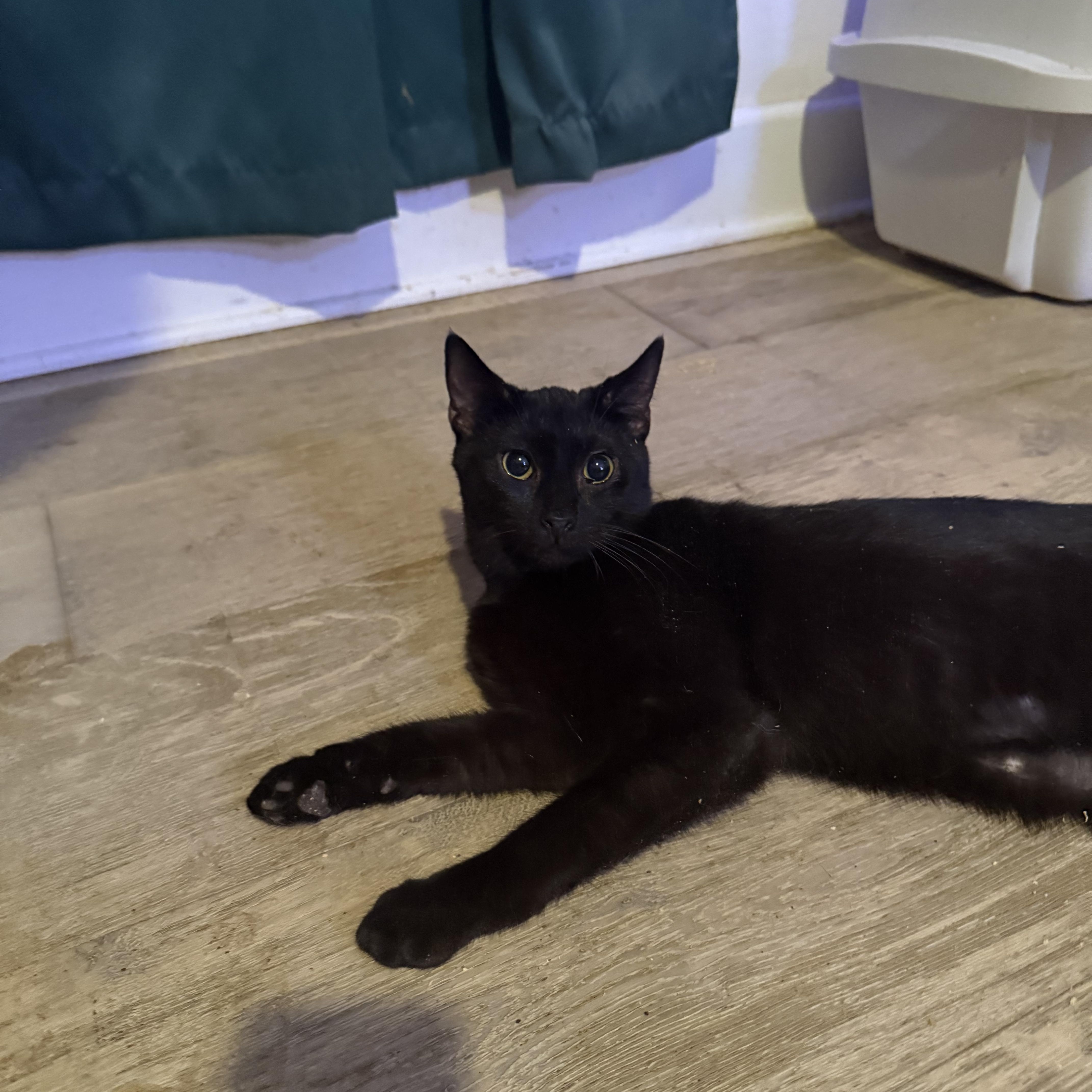 Enlarge Thunder, a Adoptable Domestic Short Hair in Vineyard Haven, MA image 6/6