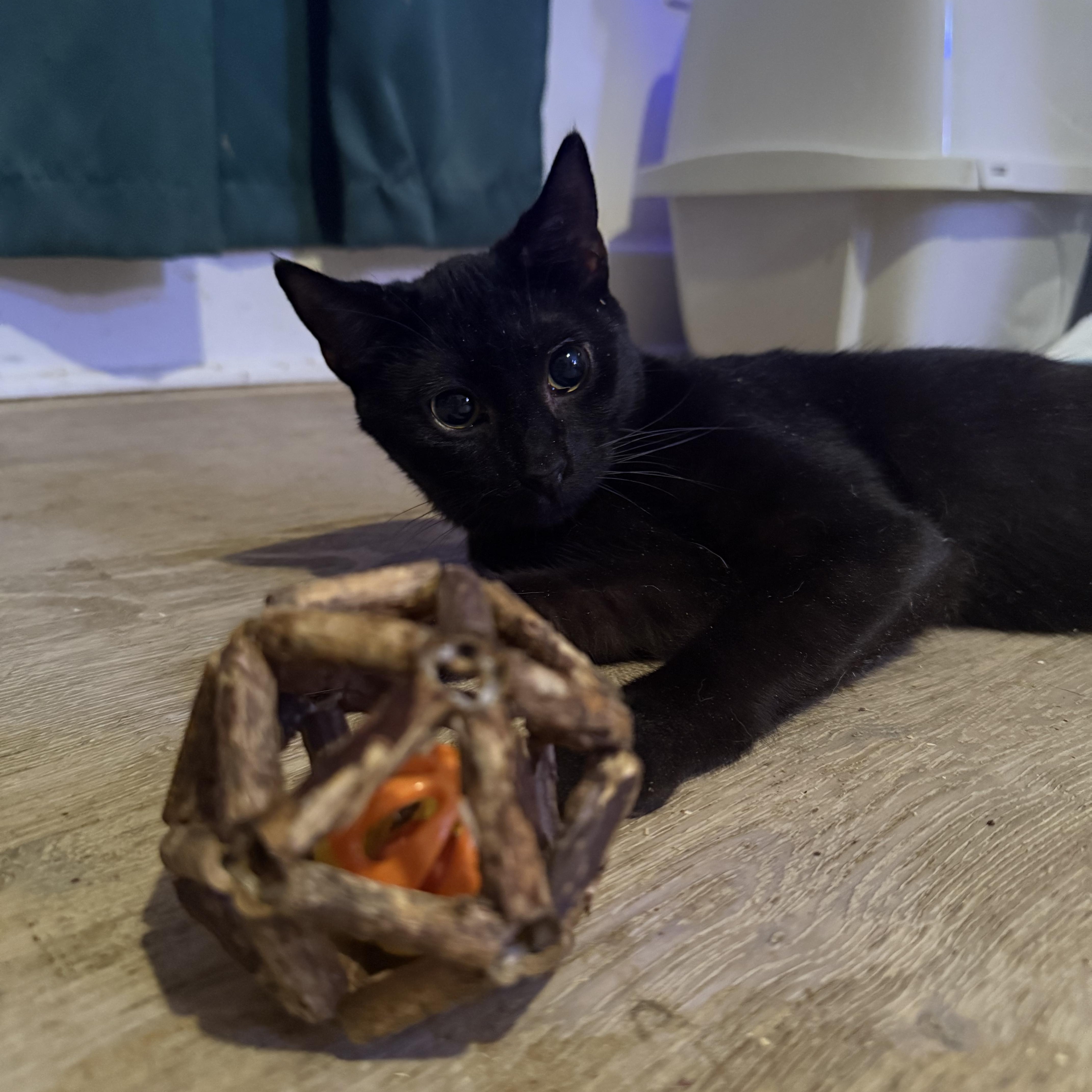 Enlarge Thunder, a Adoptable Domestic Short Hair in Vineyard Haven, MA image 2/6