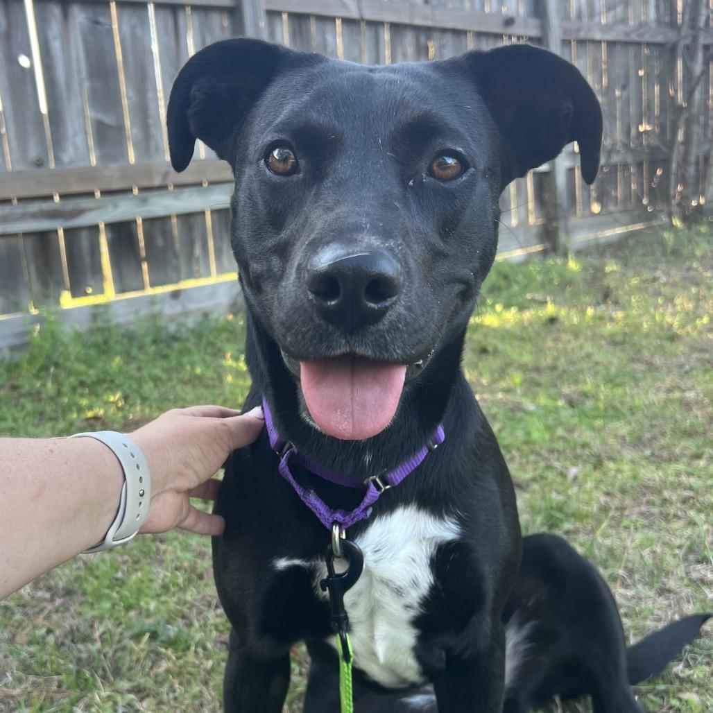 Enlarge Annie, a Adoptable mixed breed in Denver, CO image 5/6