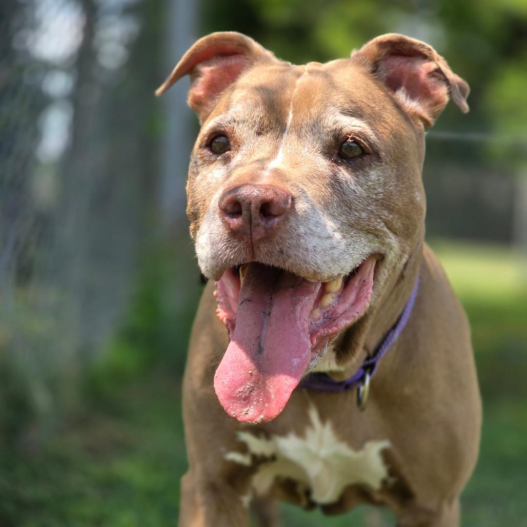 Paris, a Adoptable Mixed Breed in Huntsville, AL image 1/2