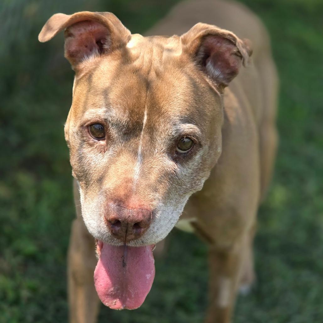 Paris, a Adoptable Mixed Breed in Huntsville, AL image 2/2