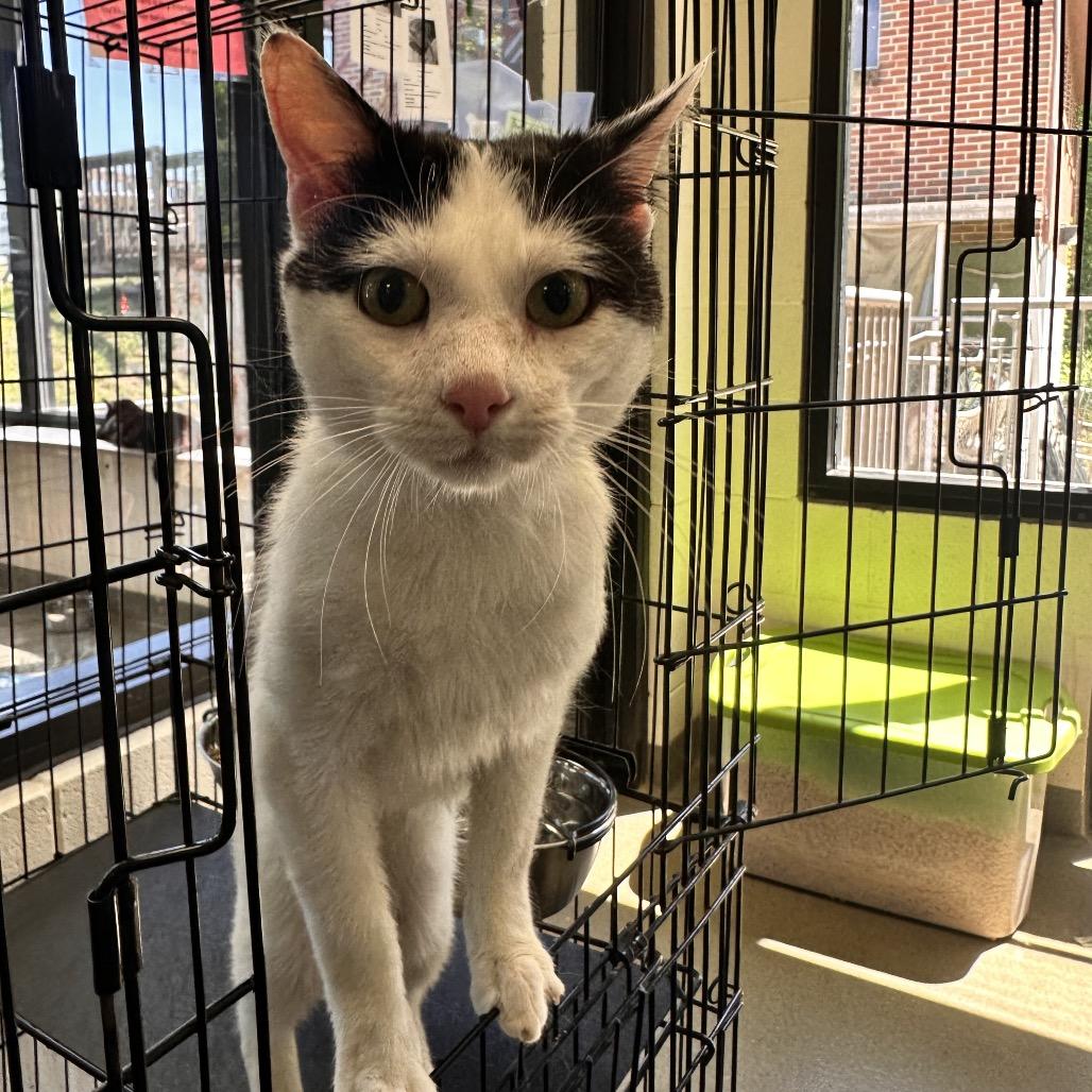 Pepper Robbie, Adoptable, Young Male Domestic Short Hair.