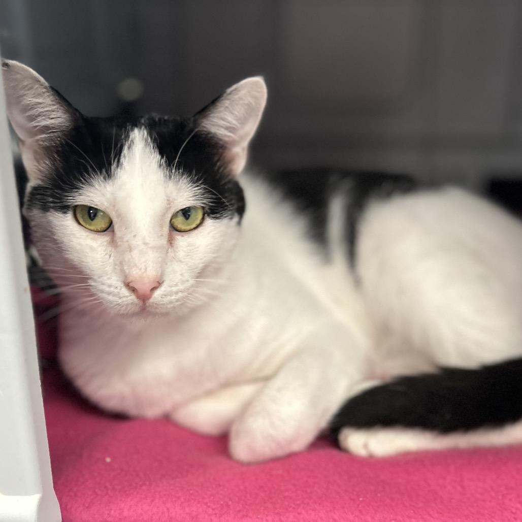Enlarge Pepper Robbie, a Adoptable Domestic Short Hair in Rocky Mount, VA image 2/4