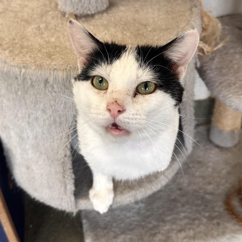 Enlarge Pepper Robbie, a Adoptable Domestic Short Hair in Rocky Mount, VA image 3/4