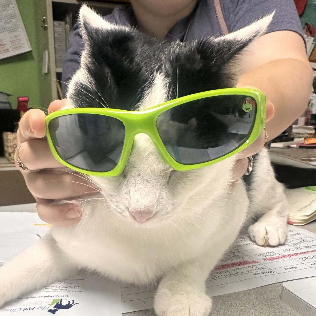 Enlarge Pepper Robbie, a Adoptable Domestic Short Hair in Rocky Mount, VA image 4/4