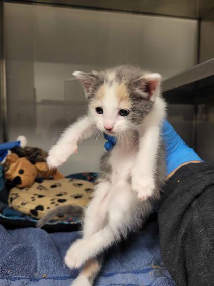 Diana, Adoptable, Kitten Female Domestic Short Hair & Domestic Short Hair.