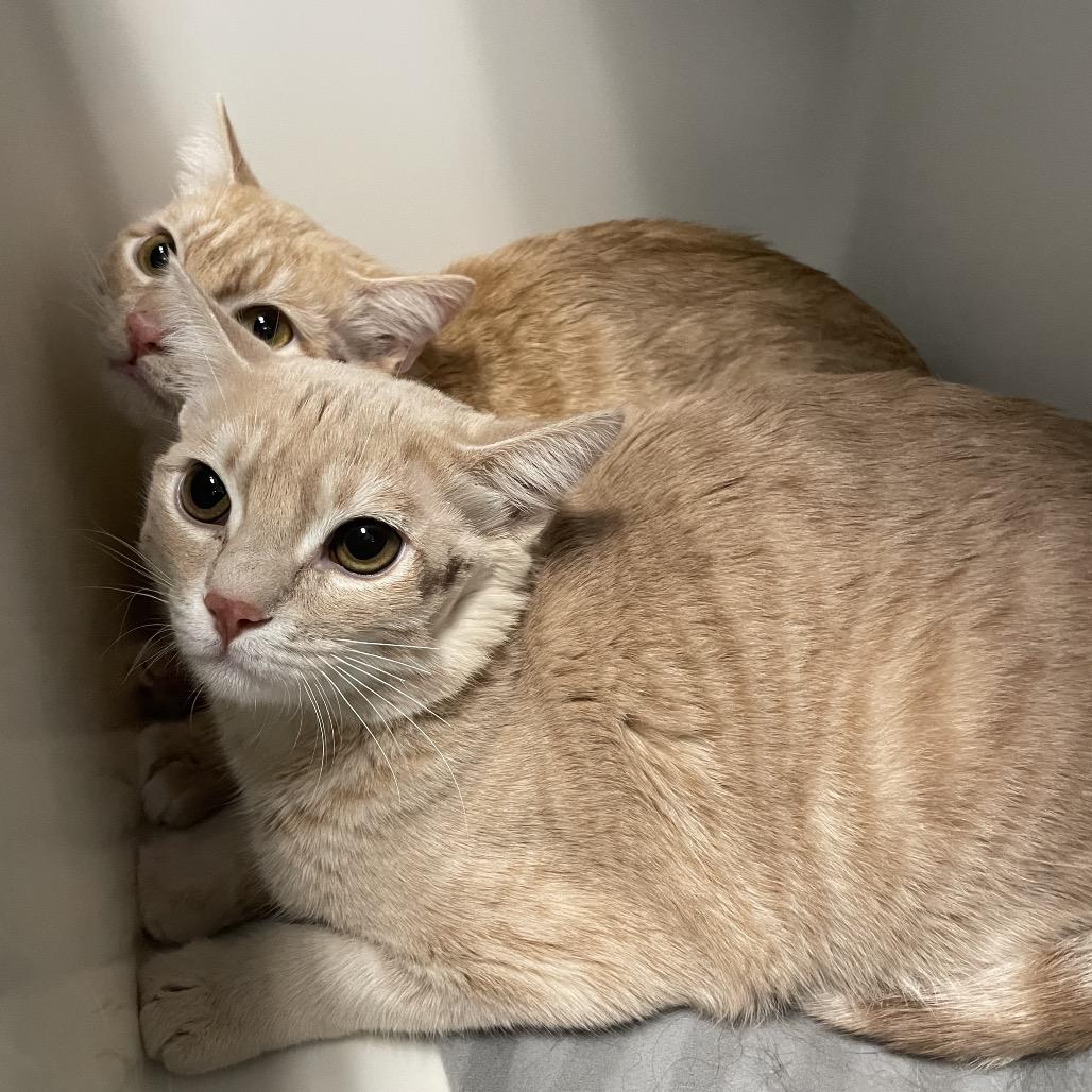 Enlarge Orion, a Adoptable Domestic Short Hair in Henderson, NV image 1/4