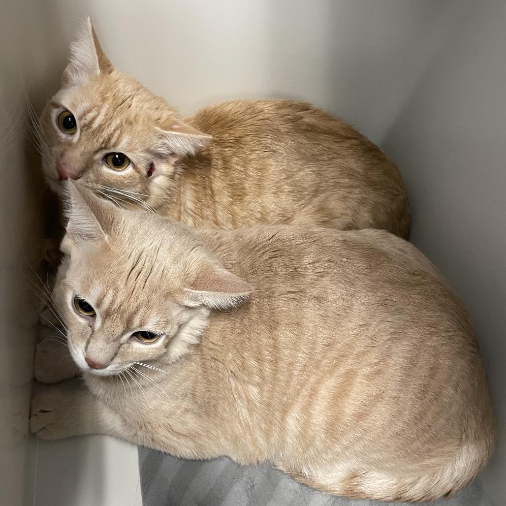 Enlarge Orion, a Adoptable Domestic Short Hair in Henderson, NV image 2/4