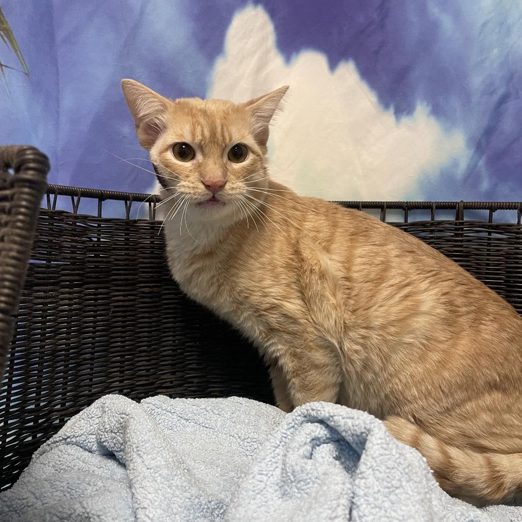 Enlarge Orion, a Adoptable Domestic Short Hair in Henderson, NV image 3/4