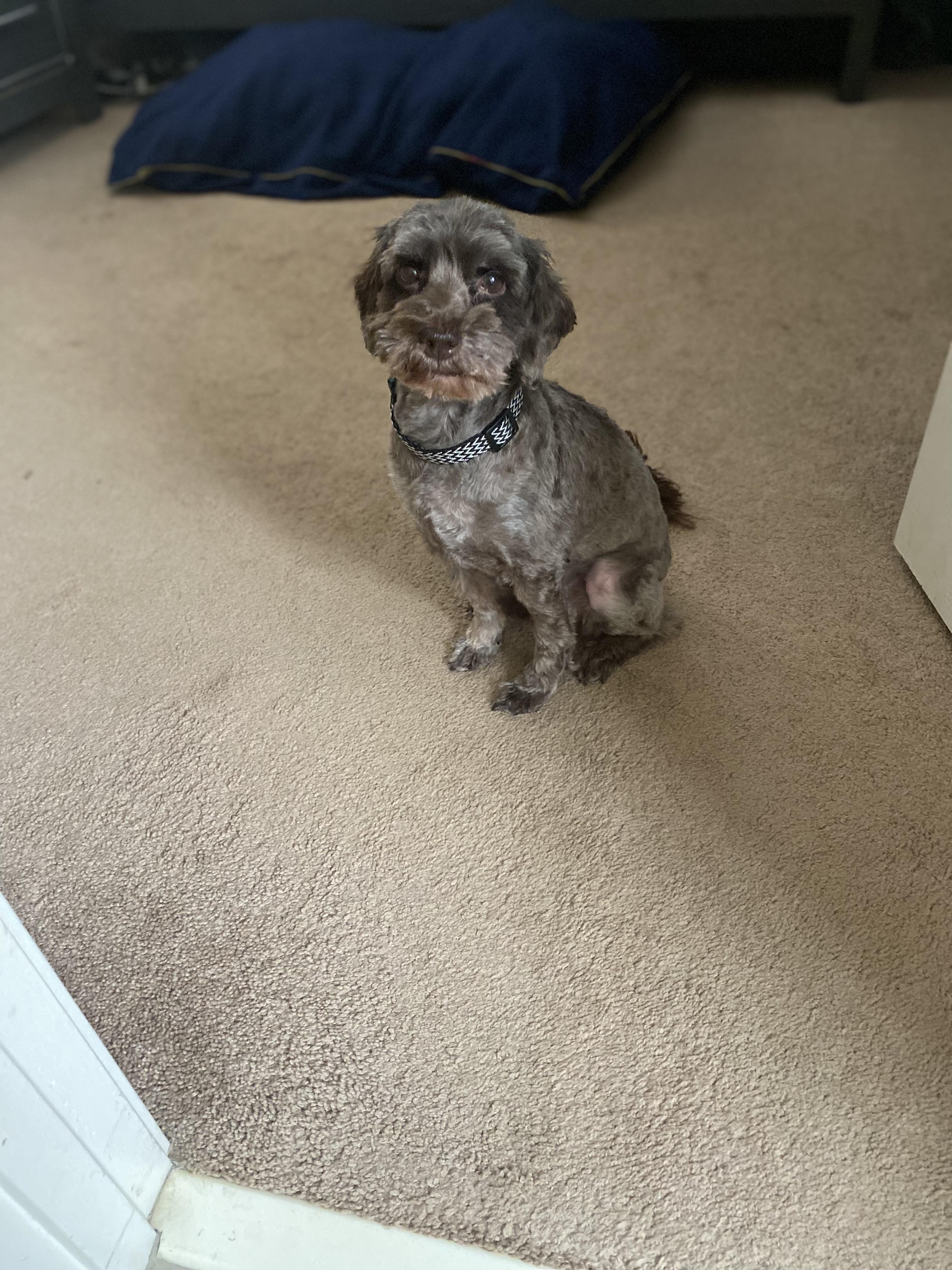 Hawkeye, Adopted, Senior Male Cockapoo.