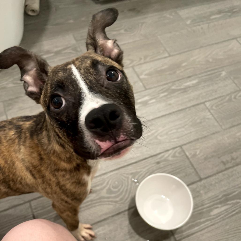 Spingotti, Adoptable, Young Male Plott Hound & Pit Bull Terrier.