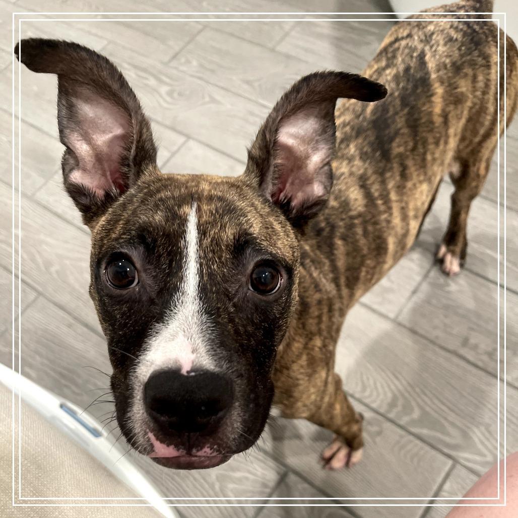 Enlarge Spingotti, a Adoptable mixed breed in Chandler, AZ image 3/6