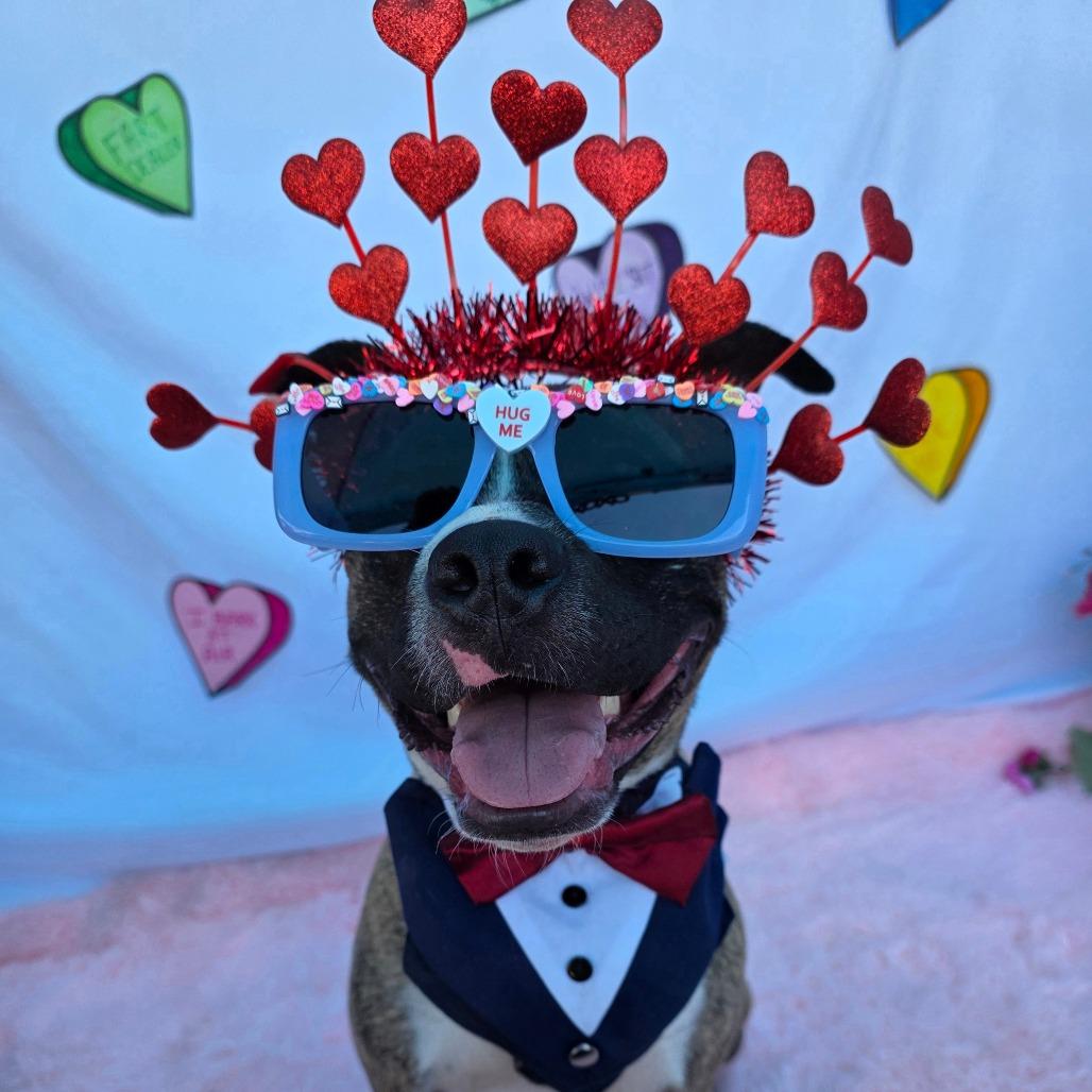 Spingotti, a Adoptable mixed breed in Chandler, AZ image 2/3