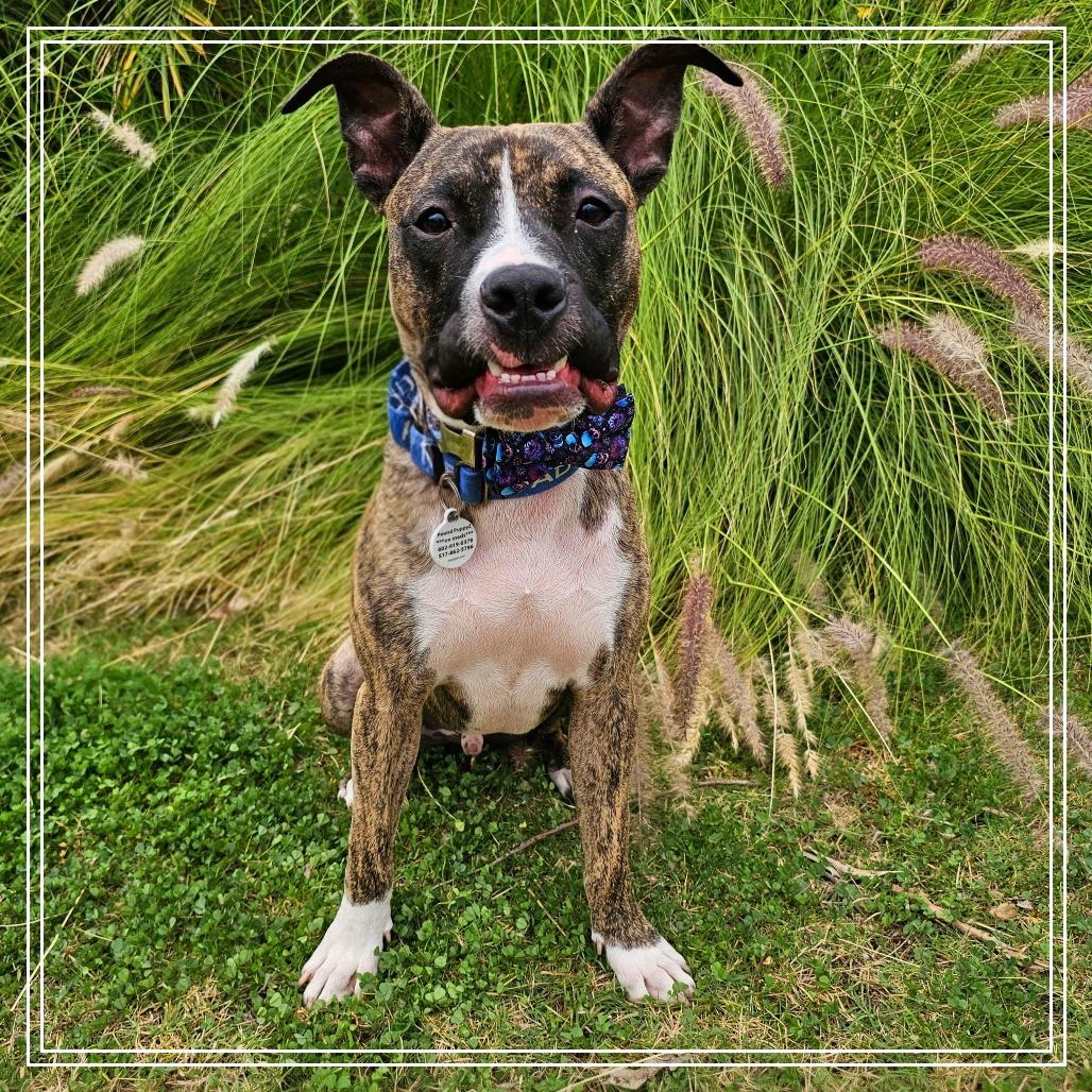 Spingotti, a Adoptable mixed breed in Chandler, AZ image 1/3