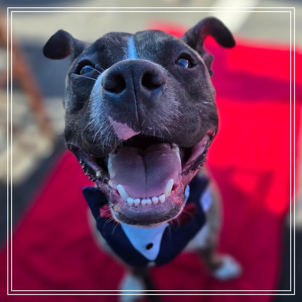 Spingotti, Adoptable, Young Male Plott Hound & Pit Bull Terrier.