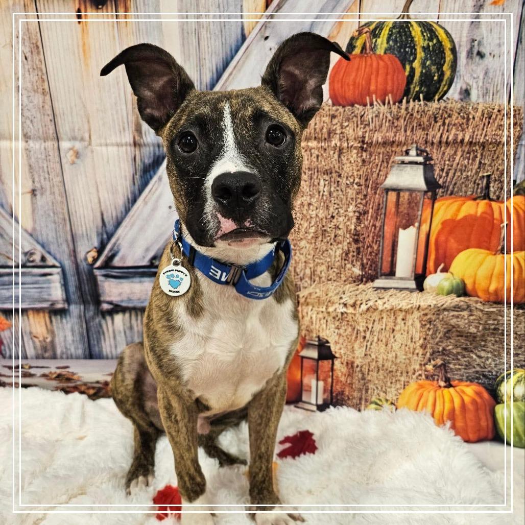 Spingotti, a Adoptable mixed breed in Chandler, AZ image 2/3