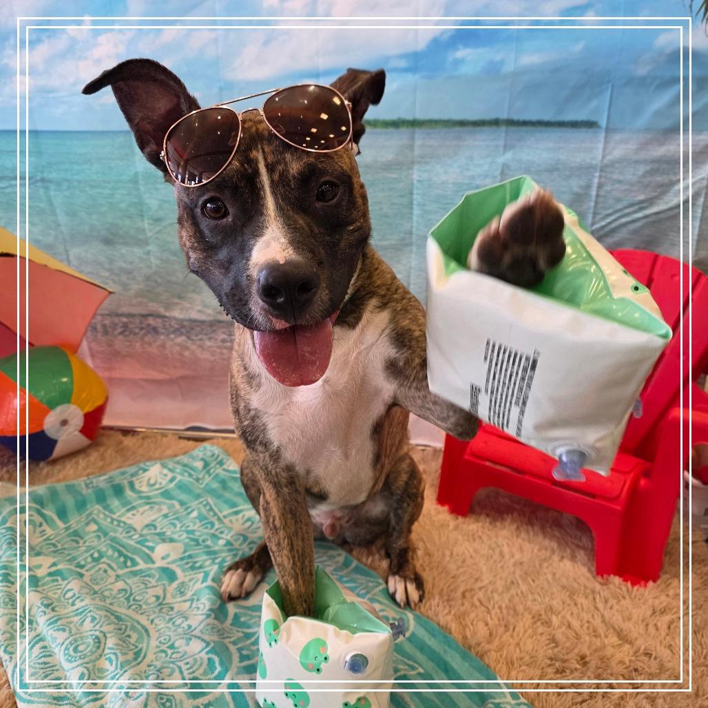 Spingotti, a Adoptable mixed breed in Chandler, AZ image 3/3