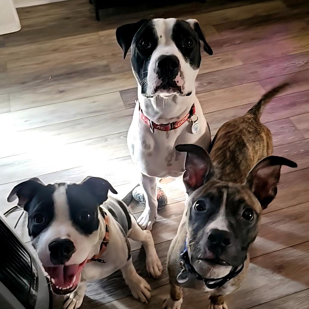 Enlarge Spingotti, a Adoptable mixed breed in Chandler, AZ image 6/6