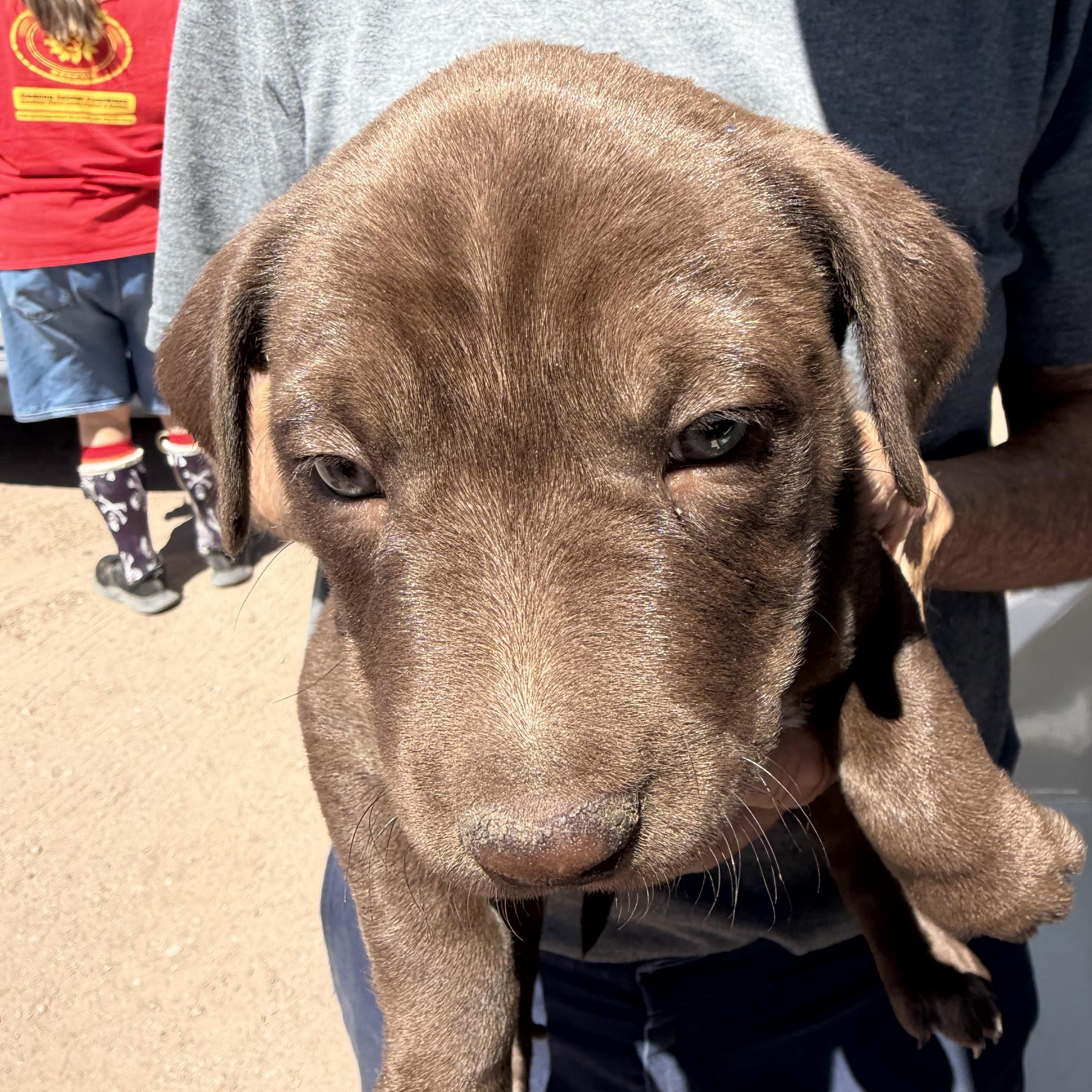 Earth, ADOPTABLE, Puppy Female Labrador Retriever.