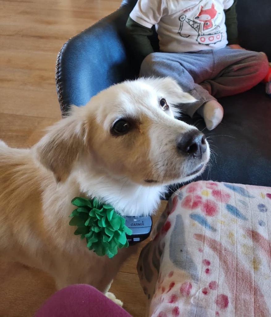 Enlarge Lennox, an adopted mixed breed in Tyler, TX image 1/4