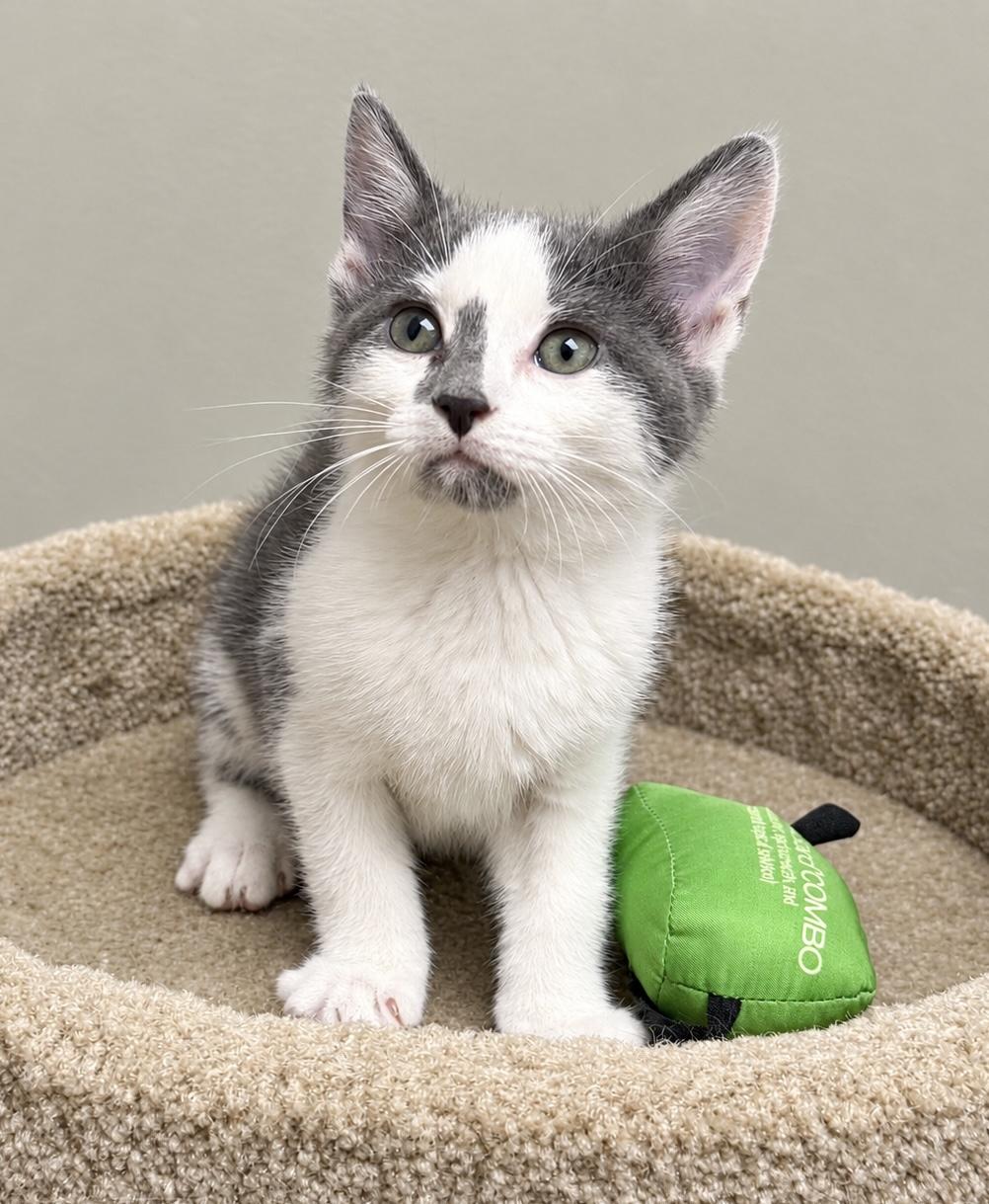 Helix, Adoptable, Kitten Female Domestic Short Hair.