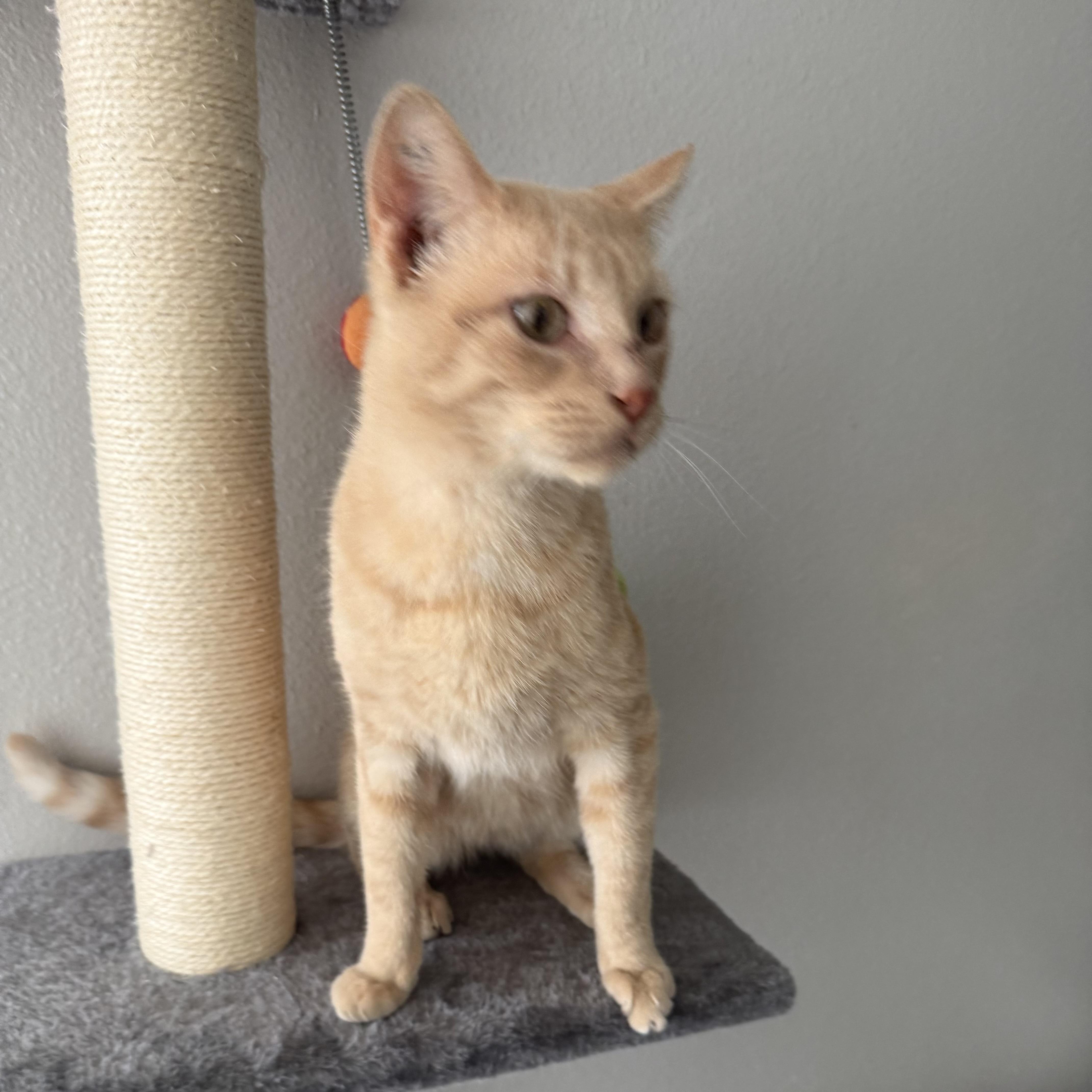 Hami Sami, an adopted Domestic Short Hair in Bentonville, AR image 2/2