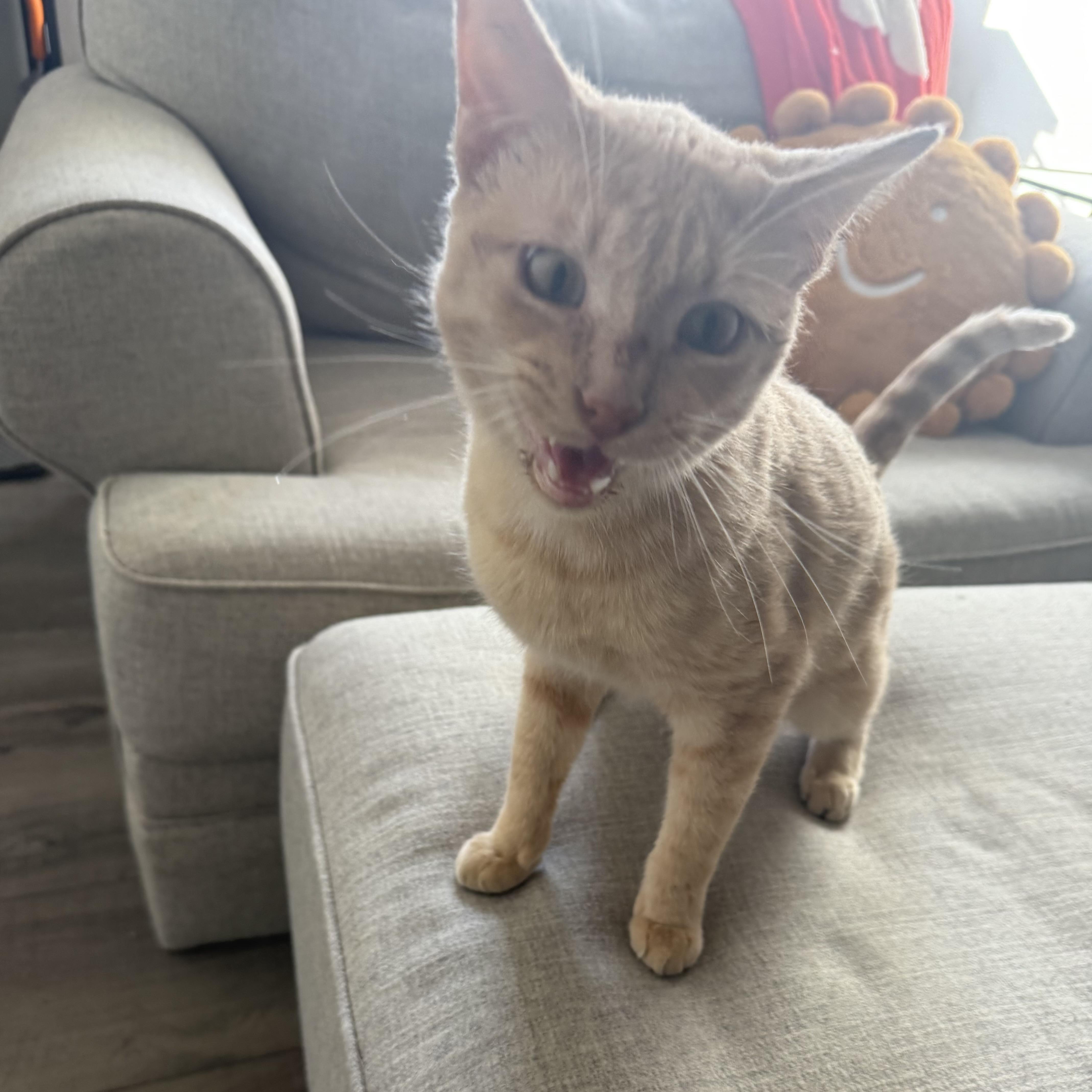 Hami Sami, an adopted Domestic Short Hair in Bentonville, AR image 1/2