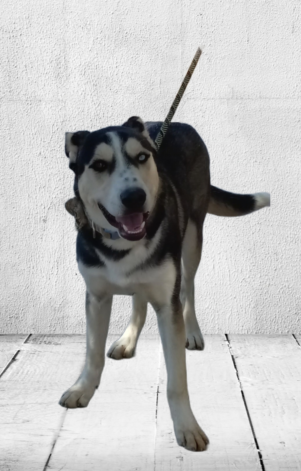 Drake, a Adoptable mixed breed in El Paso, TX image 1/6