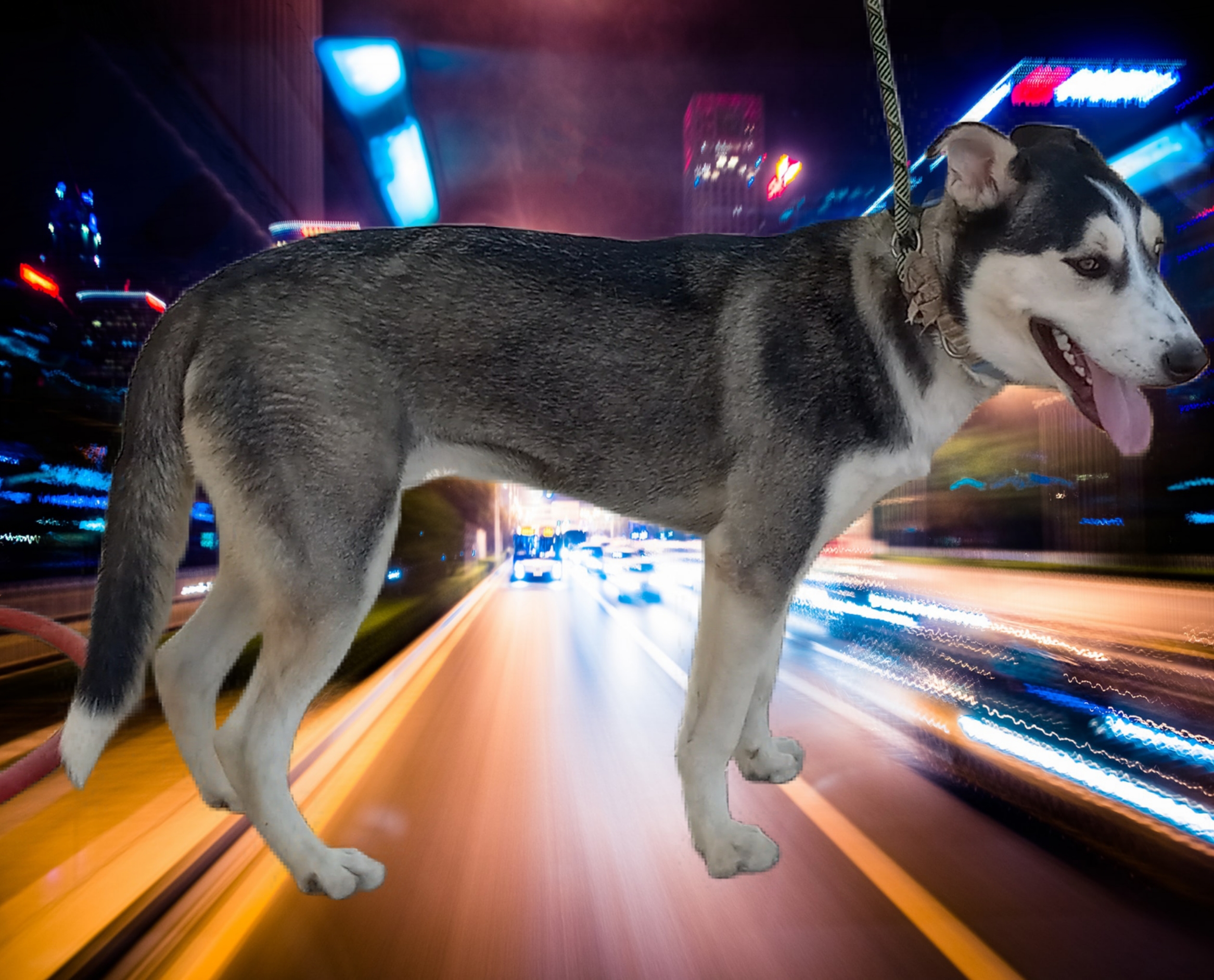 Drake, a Adoptable mixed breed in El Paso, TX image 3/6