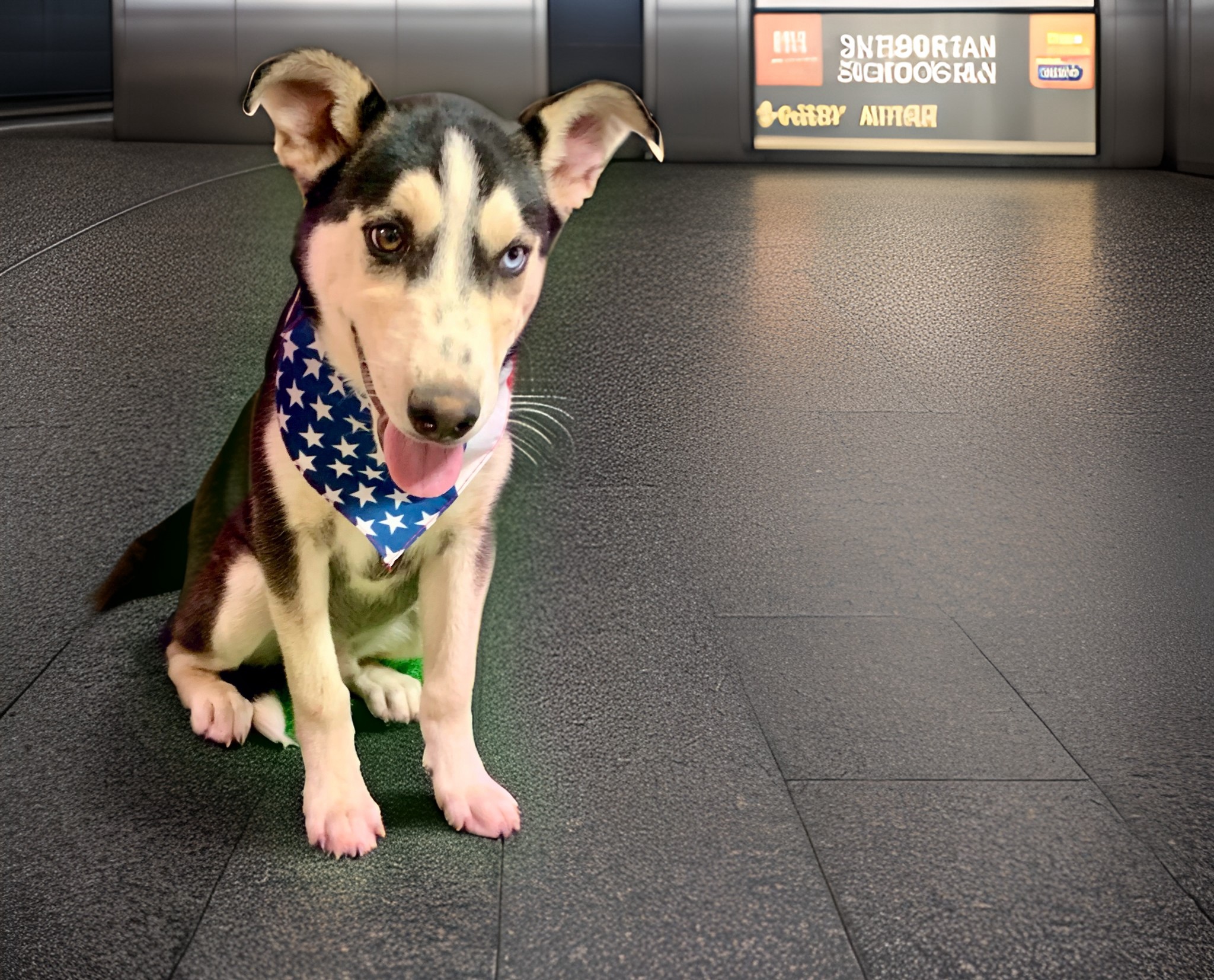 Drake, a Adoptable mixed breed in El Paso, TX image 5/6