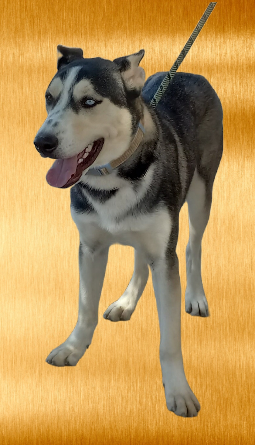 Drake, a Adoptable mixed breed in El Paso, TX image 2/6