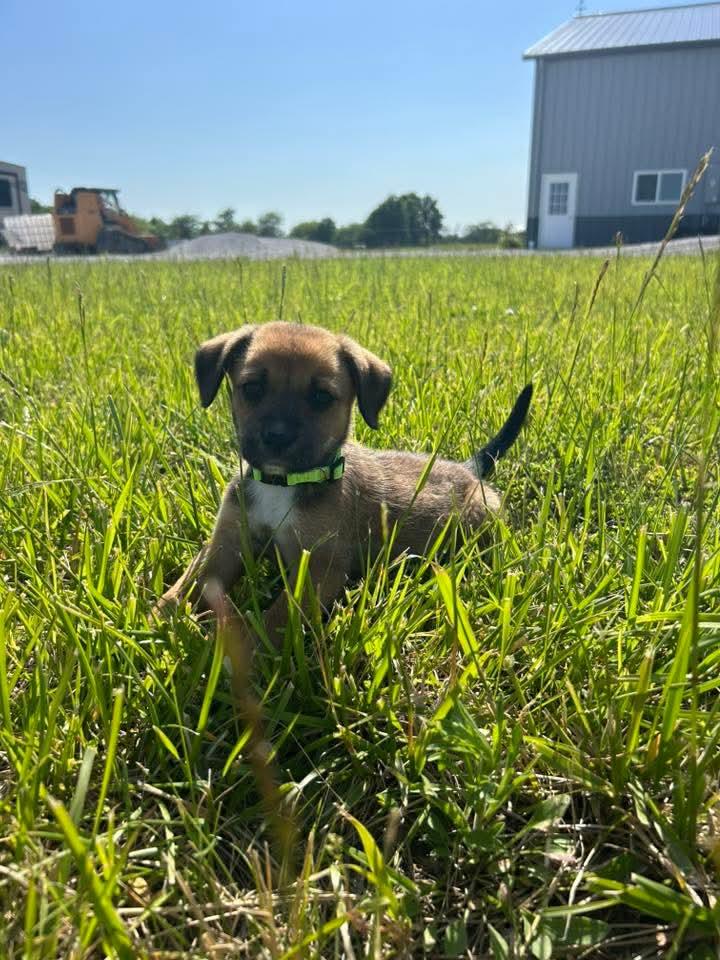 Yellow Pup 2, Adoptable, Puppy Male Rough Collie & Black Mouth Cur.