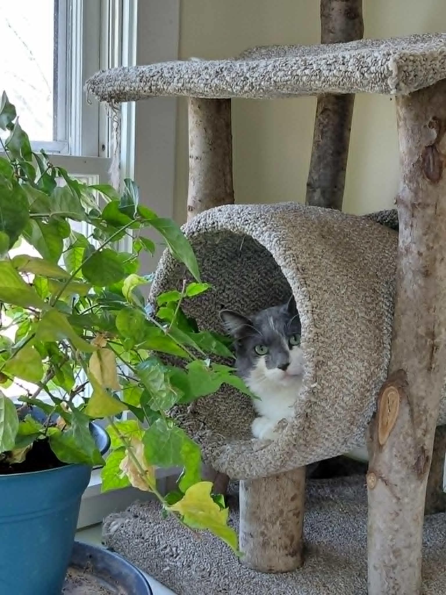 Oliver, a Adoptable Domestic Long Hair in Crystal, MN image 1/3
