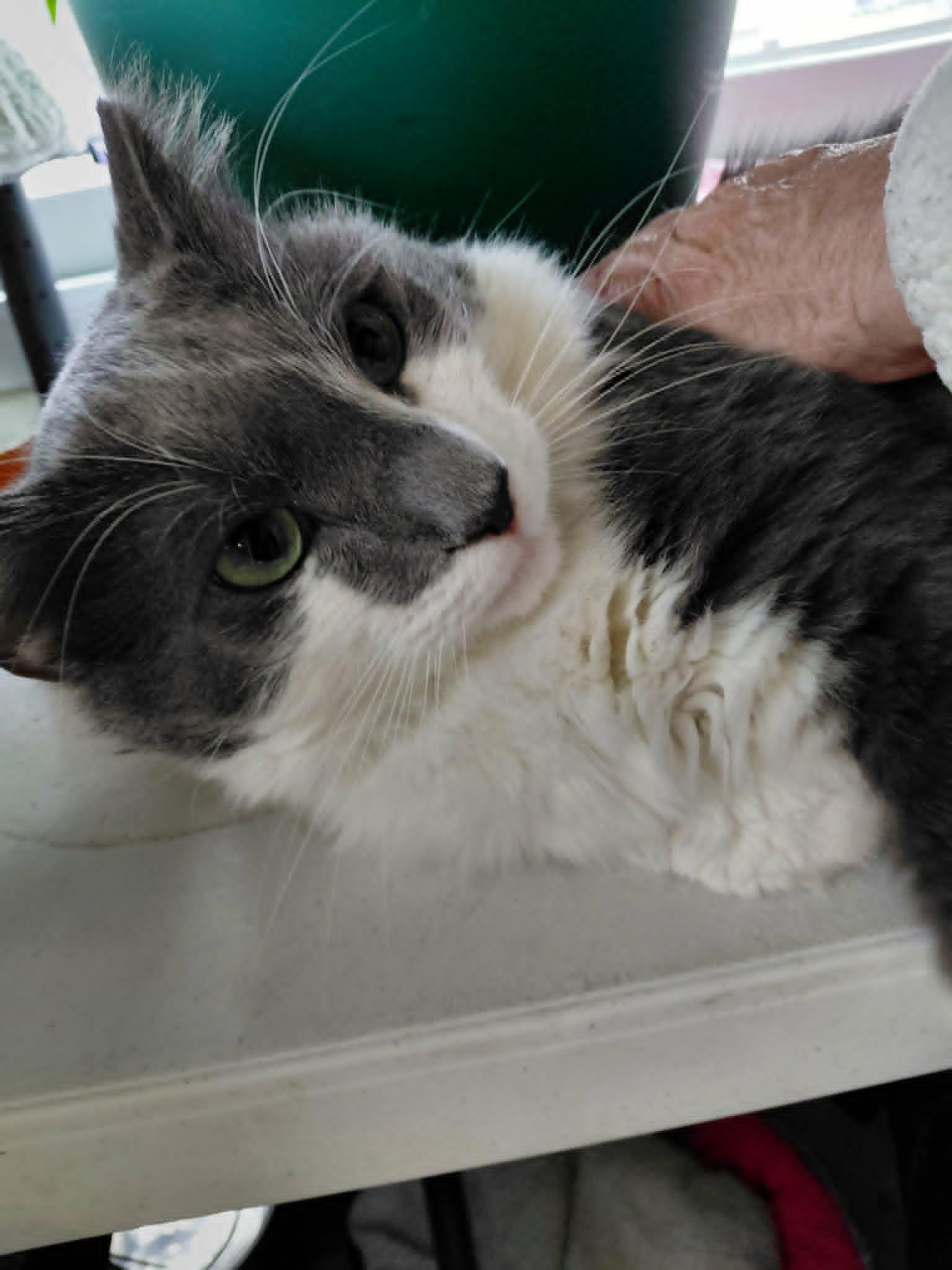 Oliver, a Adoptable Domestic Long Hair in Crystal, MN image 2/3