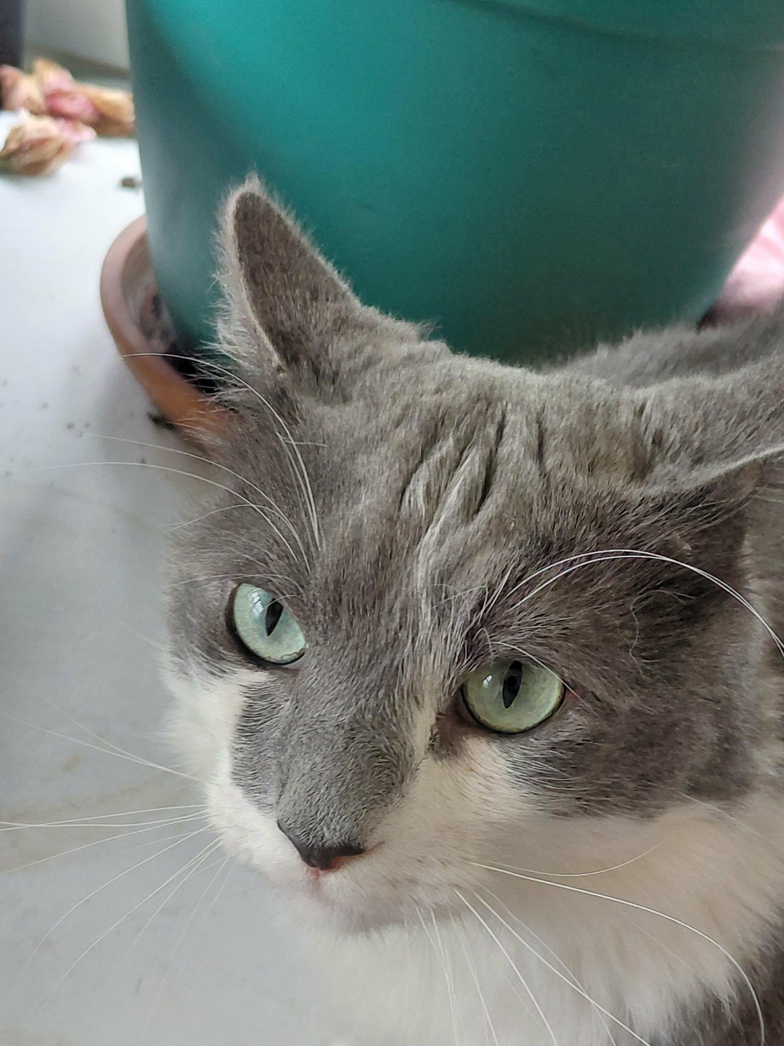 Oliver, a Adoptable Domestic Long Hair in Crystal, MN image 3/3