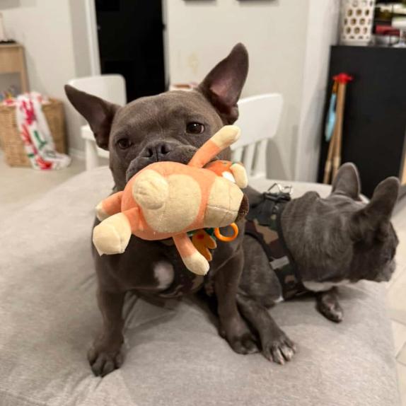 Penny XIII (New Digs)